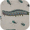 Insect Icon
