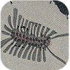 Insect Icon