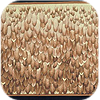 Feather Wall hanging