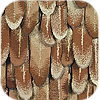 Feather Wall hanging